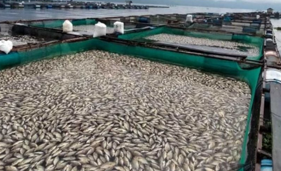 Total 1.428 Ton Ikan Mati di Danau Maninjau